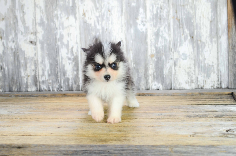 Pomsky Puppy for Adoption