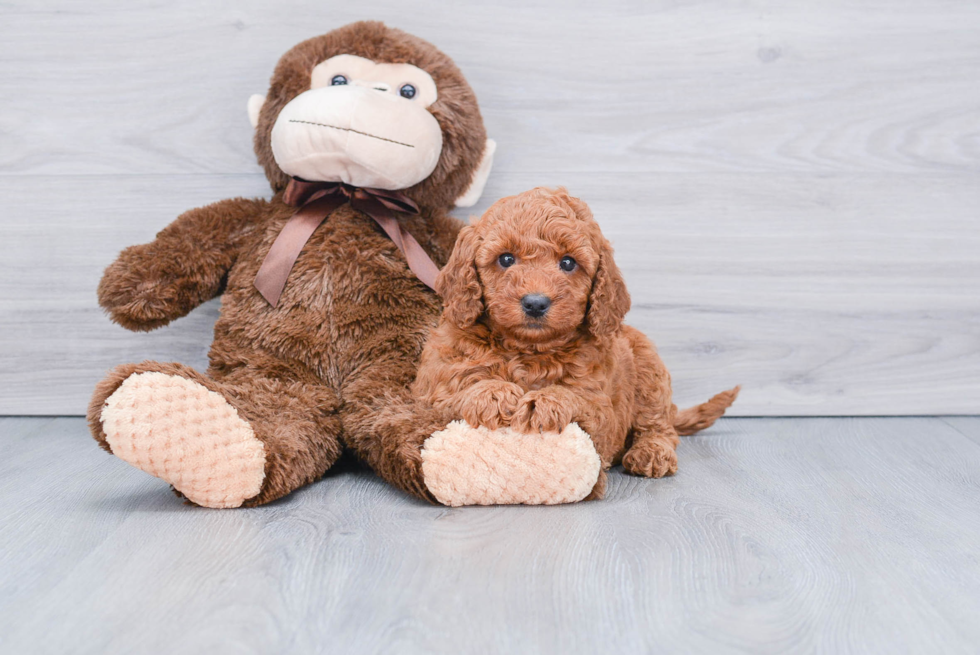 Mini Goldendoodle Pup Being Cute
