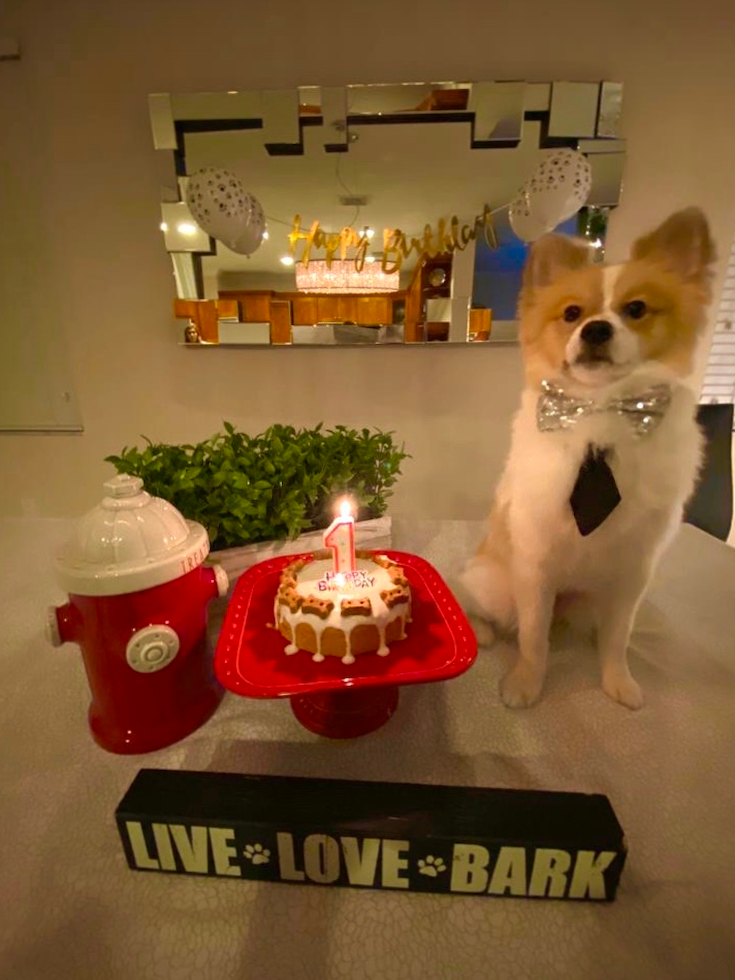 Akc Registered Pomeranian Purebred Pup