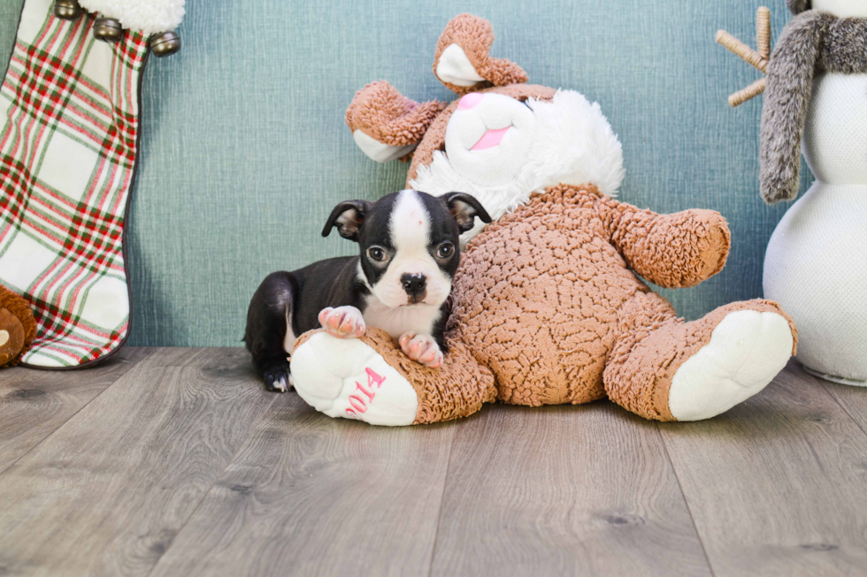 Best Boston Terrier Baby