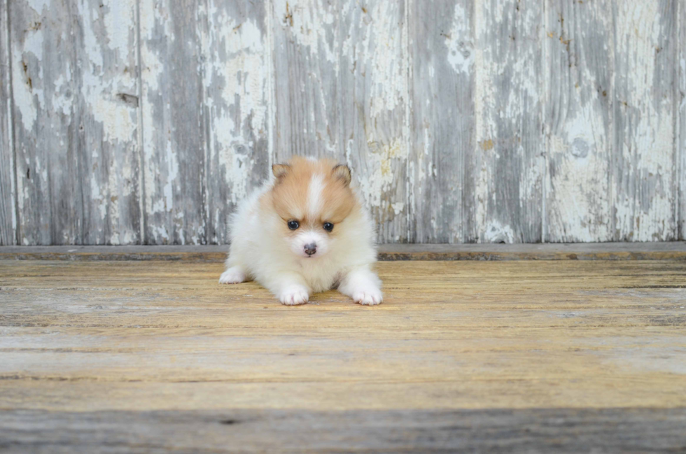 Pomeranian Pup Being Cute
