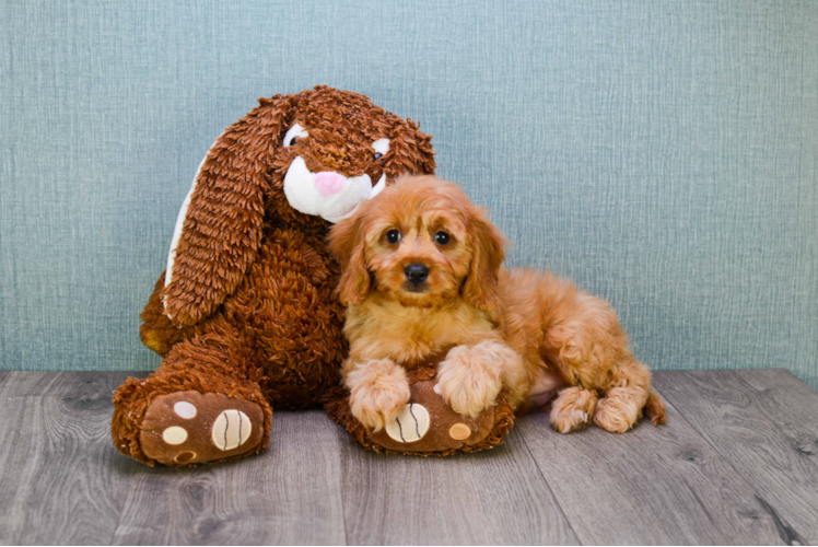 Cavapoo Pup Being Cute