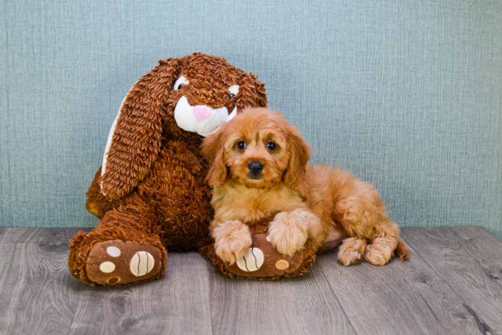 Cavapoo Pup Being Cute