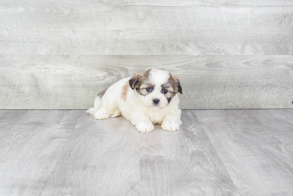 Best Teddy Bear Baby