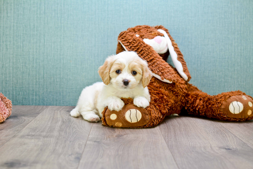 Popular Cavachon Designer Pup