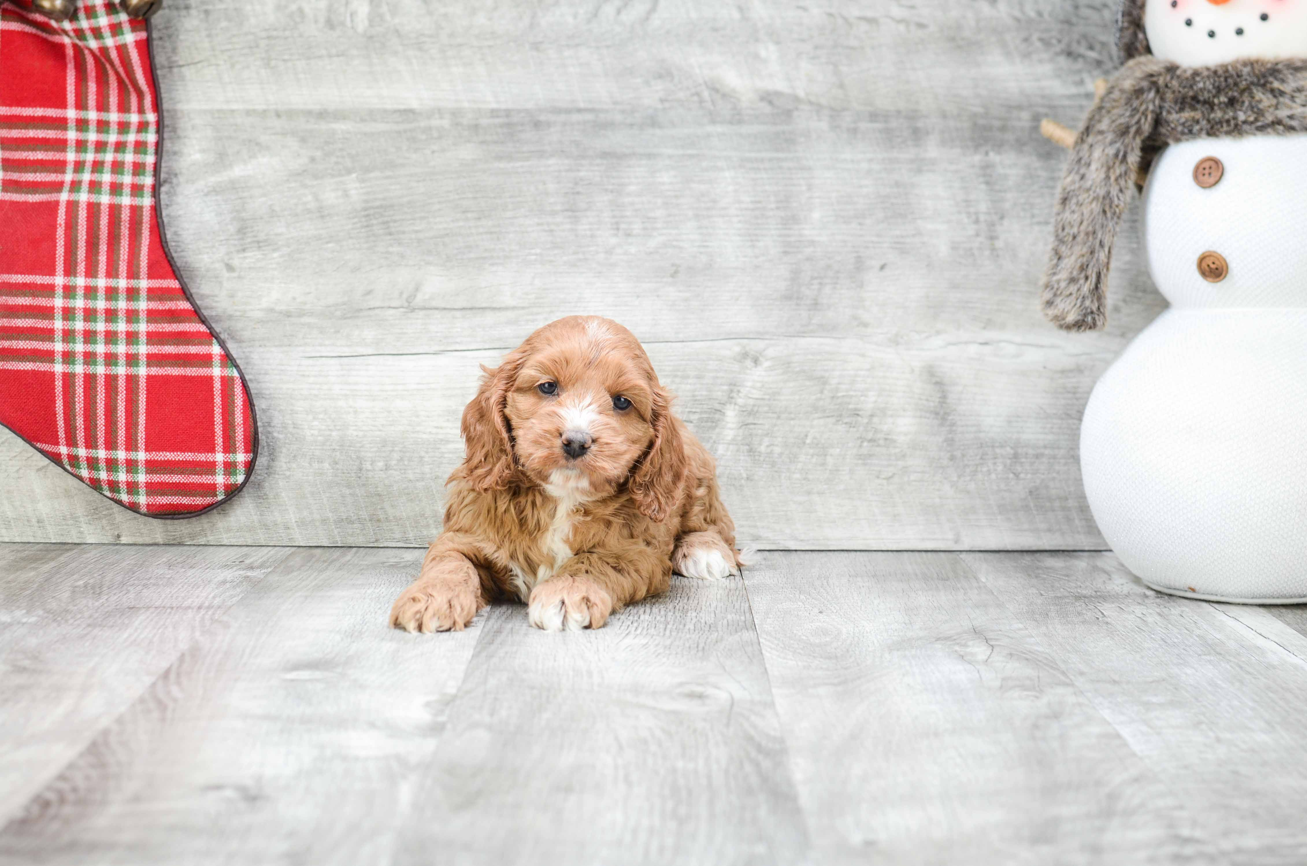 Cute Cockapoo Baby