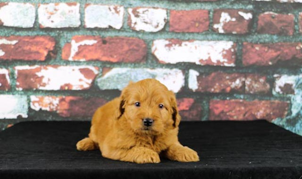 Cute Mini Goldendoodle Baby