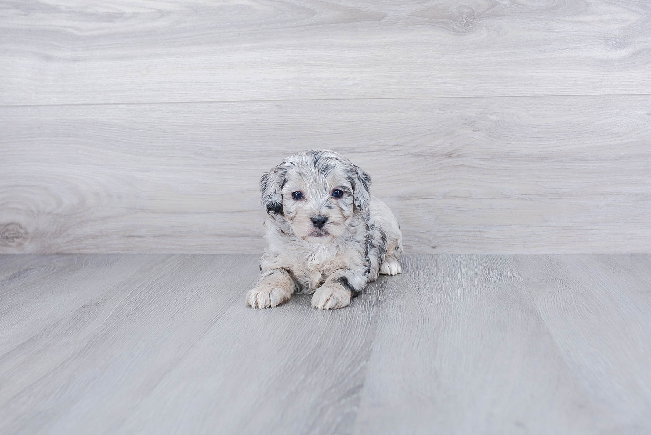 Mini Aussiedoodle Pup Being Cute
