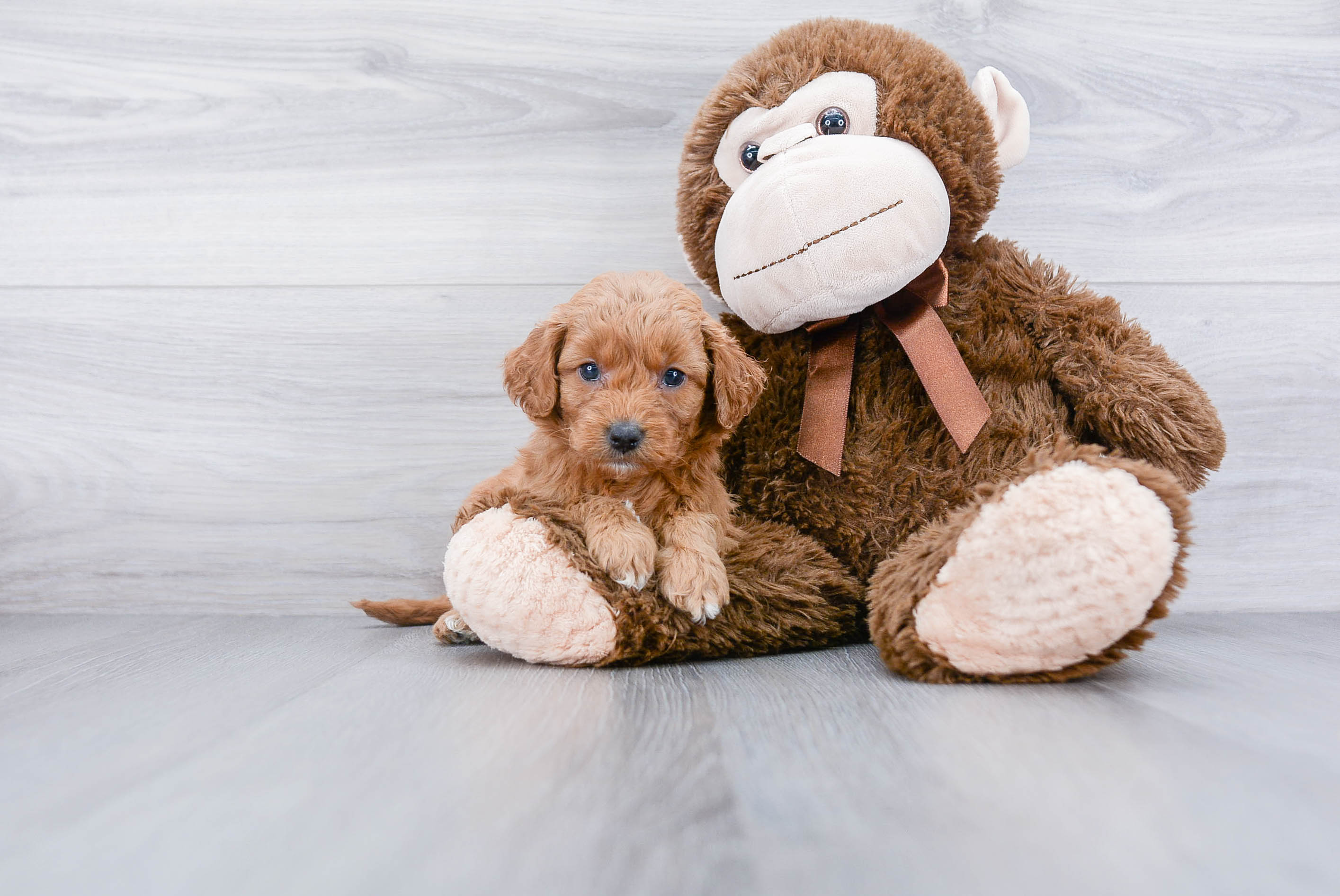 Sweet Mini Goldendoodle Baby