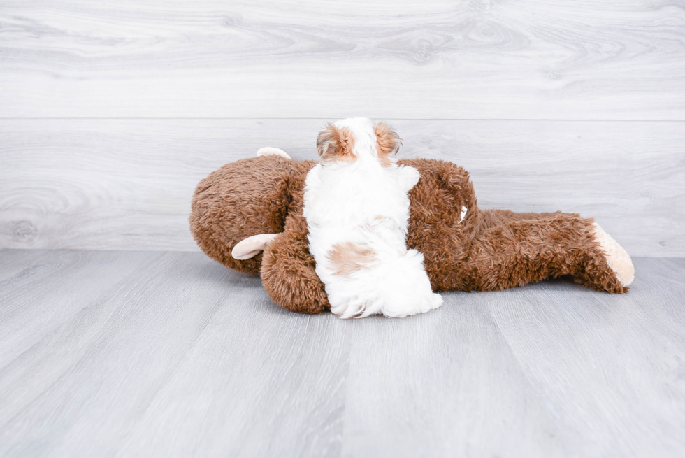 Morkie Puppy for Adoption