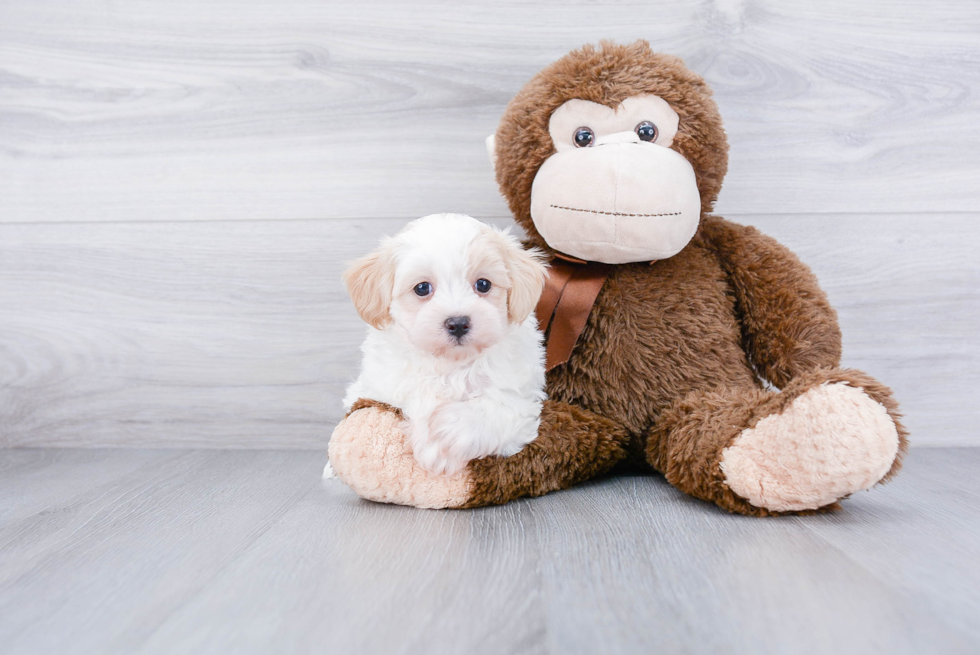 Maltipoo Pup Being Cute