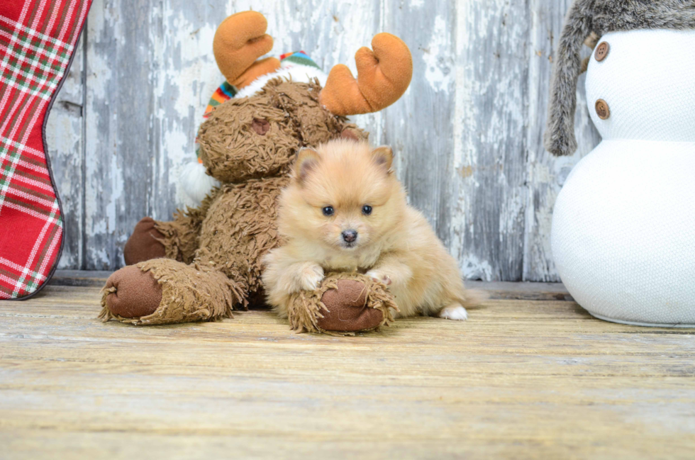 Pomeranian Pup Being Cute