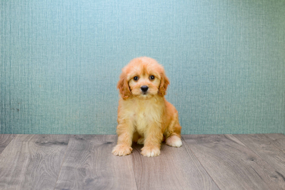 Cavapoo Pup Being Cute