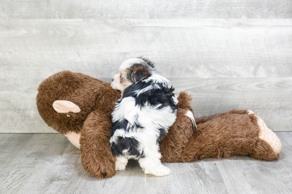 Morkie Puppy for Adoption