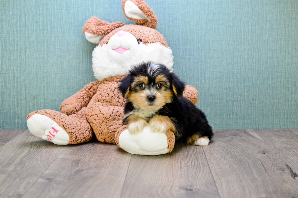 Fluffy Morkie Designer Pup