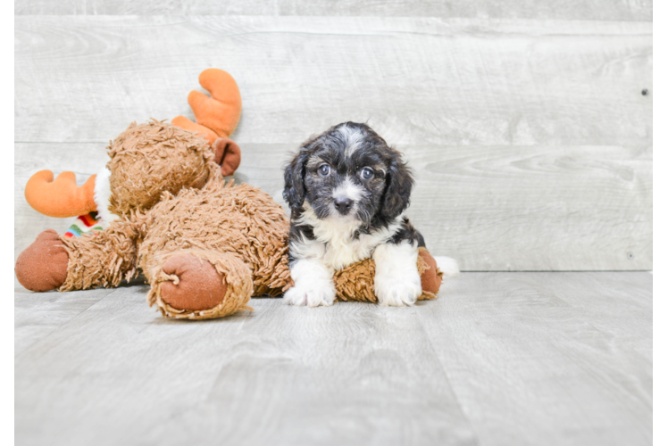 Cavapoo Puppy for Adoption
