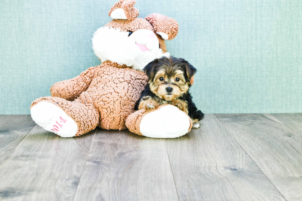 Morkie Puppy for Adoption
