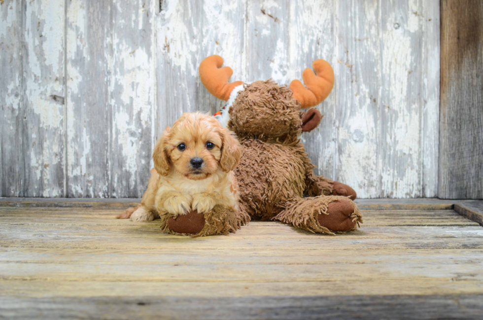 Cavapoo Puppy for Adoption