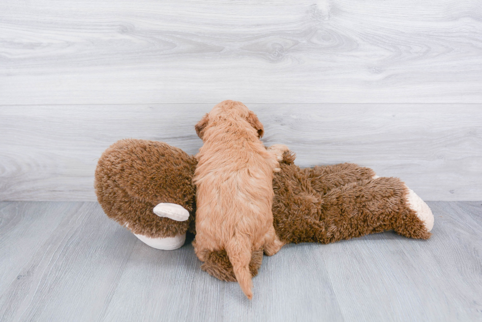Best Mini Goldendoodle Baby