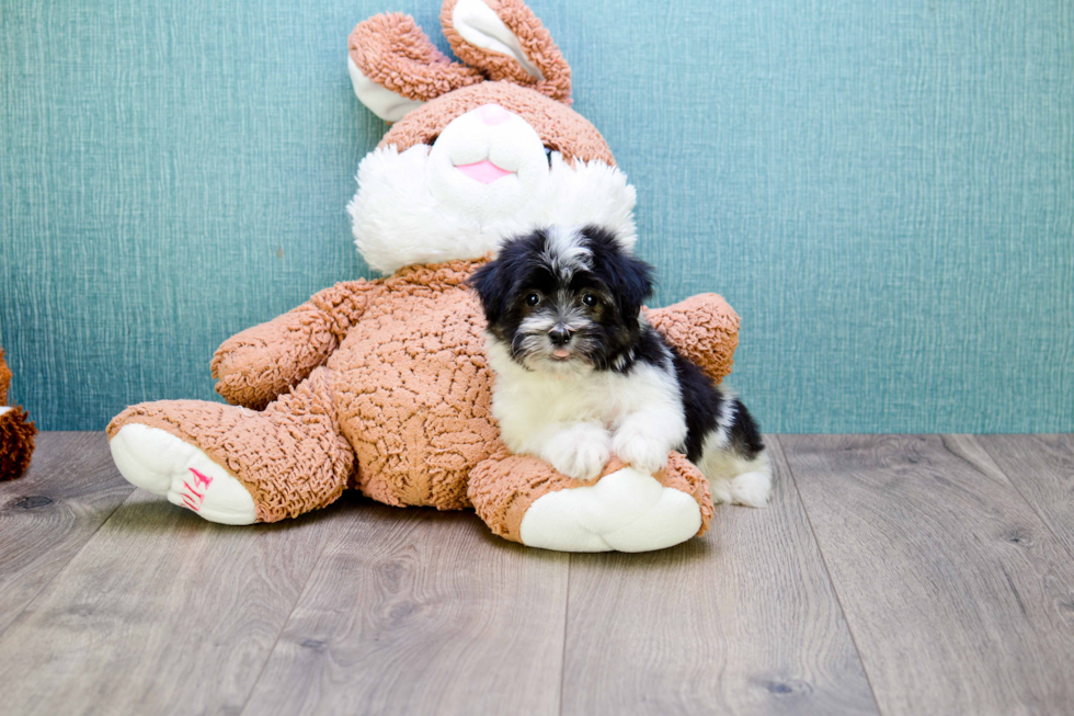 Hypoallergenic Havanese Baby