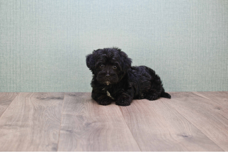 Hypoallergenic Yorkie Doodle Poodle Mix Puppy