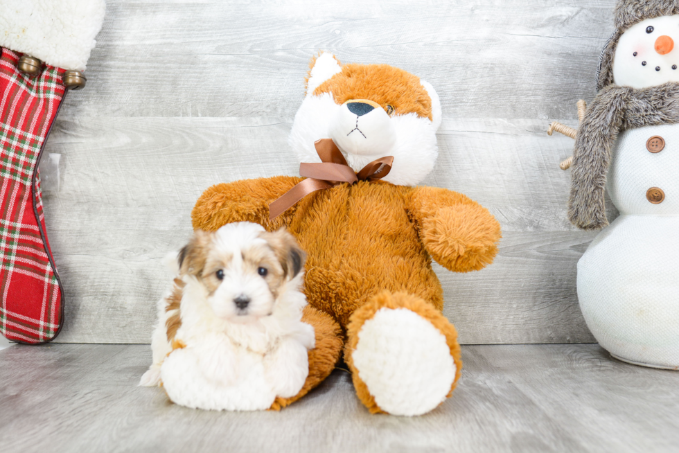 Morkie Pup Being Cute