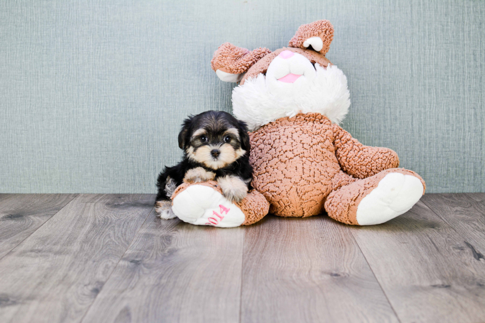 Morkie Puppy for Adoption