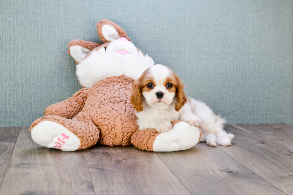 Popular Cavalier King Charles Spaniel Baby