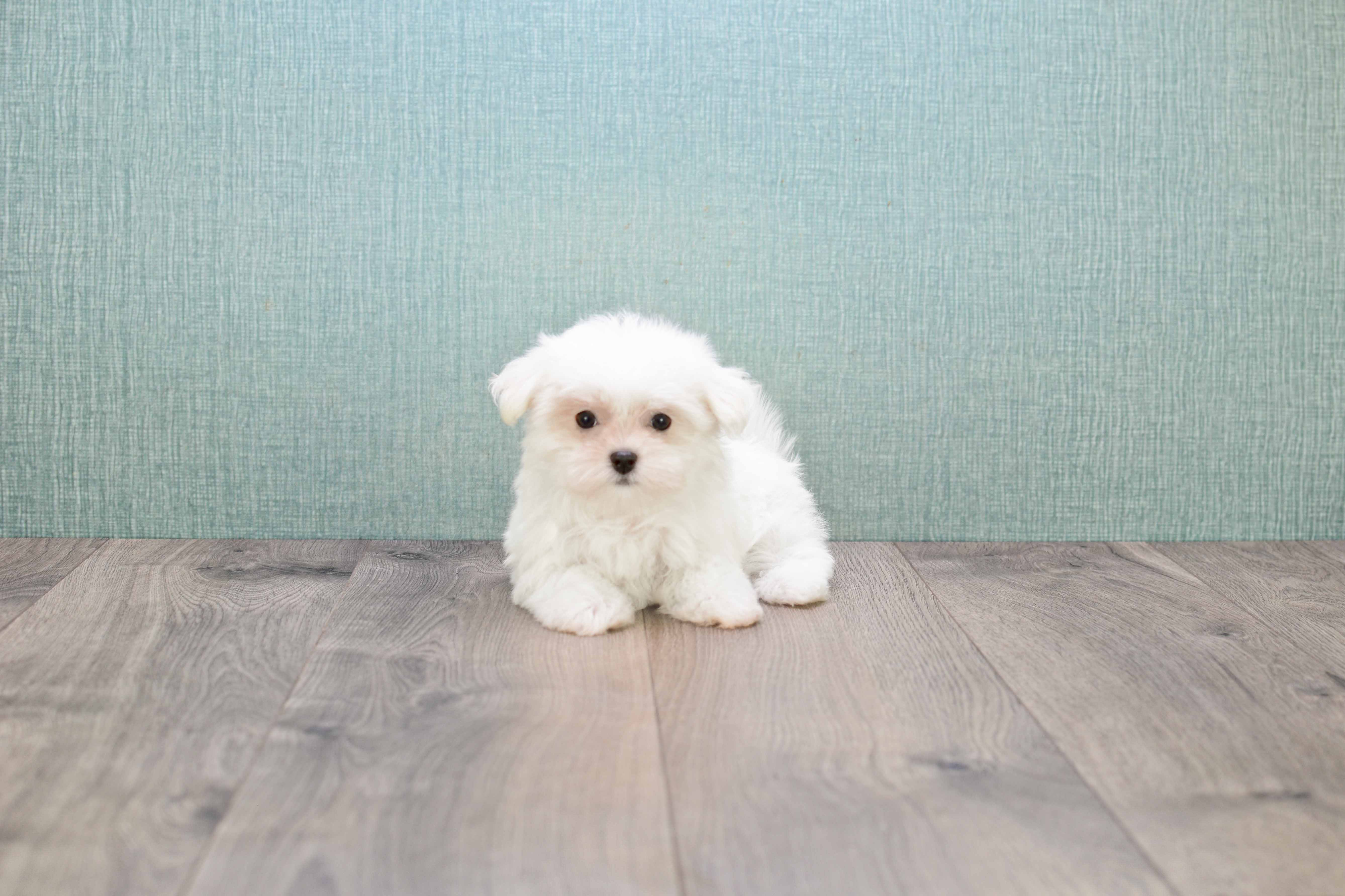 Little Maltese Baby