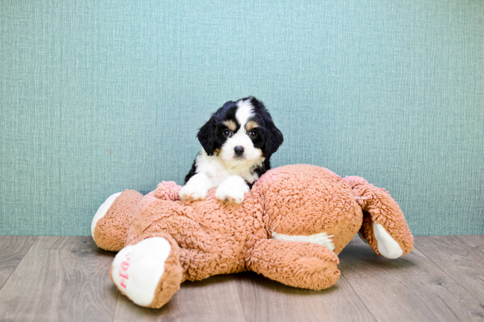 Smart Cavachon Designer Pup