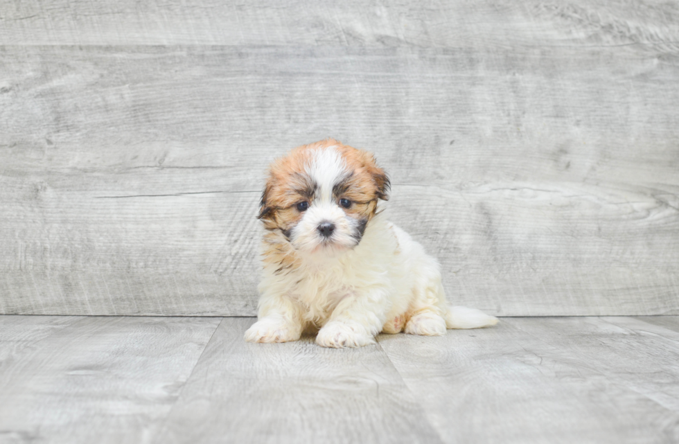 Adorable Shit Designer Puppy