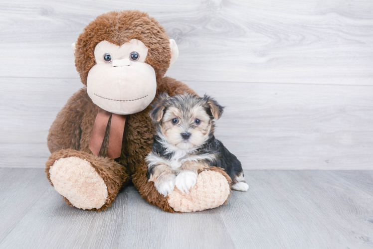 Funny Morkie Designer Pup