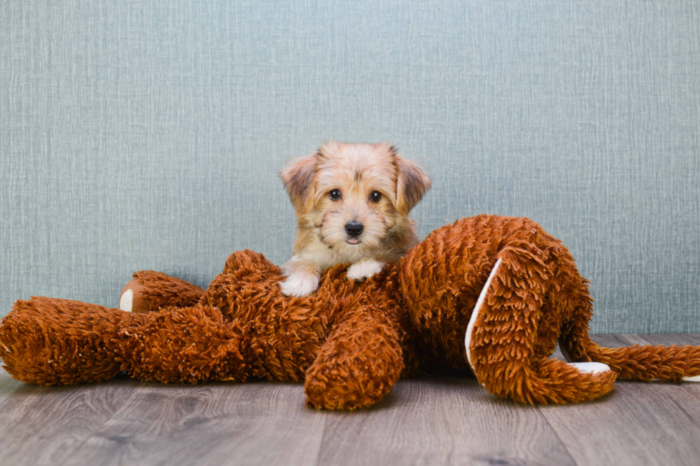 Playful Yorkie Designer Puppy