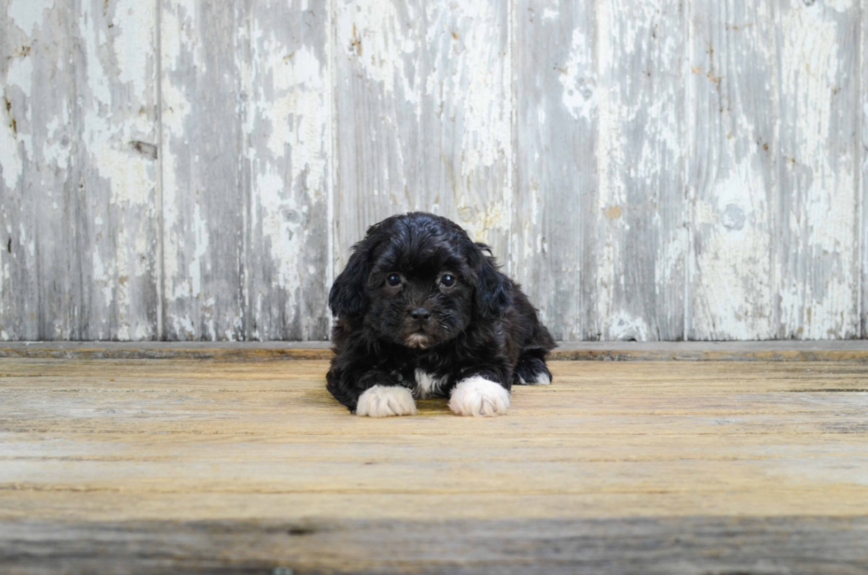 Funny Teddy Bear Designer Pup