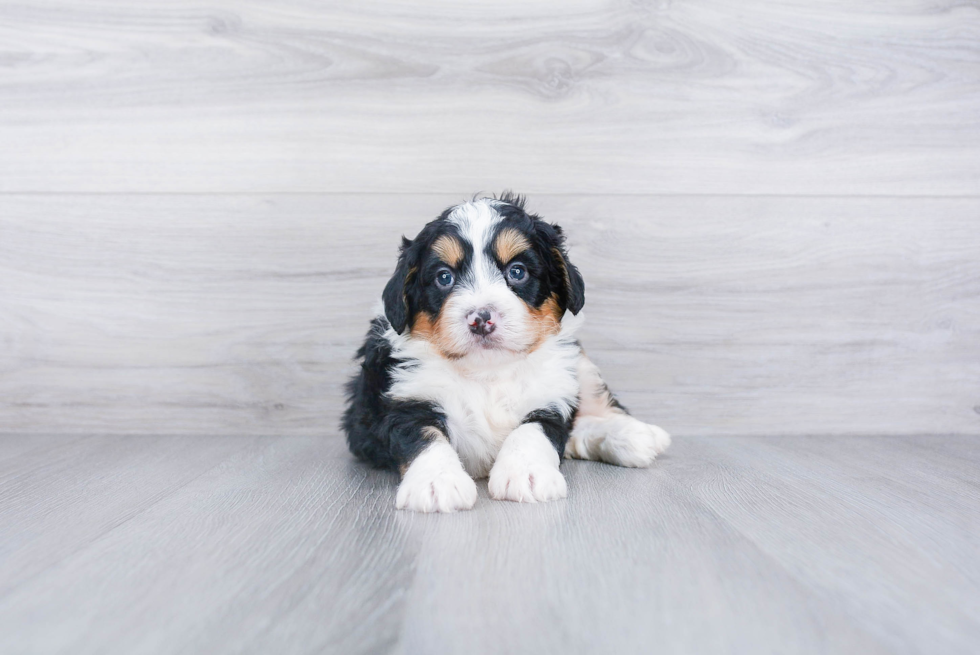 Popular Mini Bernedoodle Poodle Mix Pup