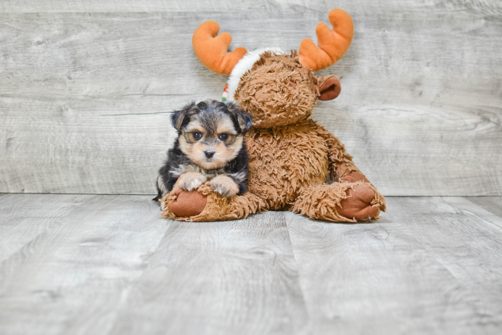 Smart Morkie Designer Pup