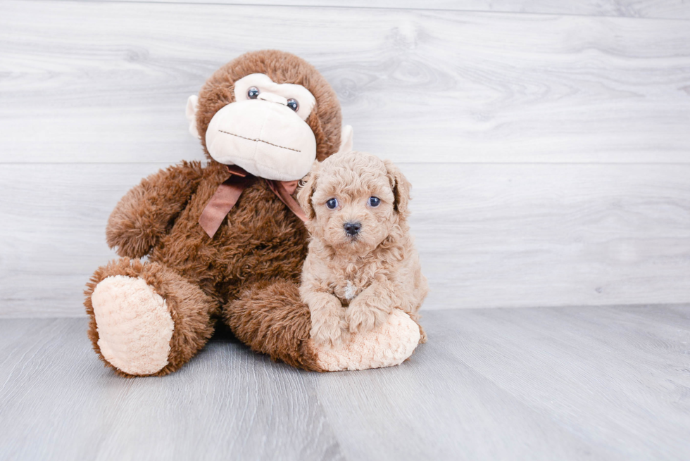 Cavapoo Pup Being Cute