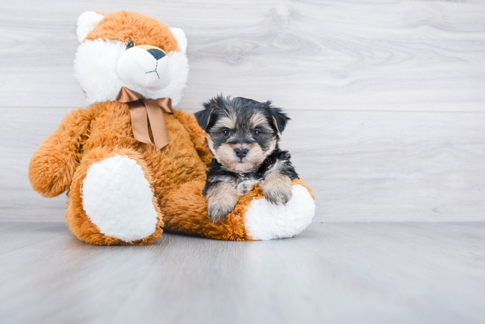 Petite Morkie Designer Pup
