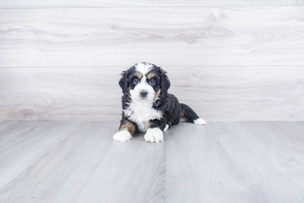 Mini Bernedoodle Pup Being Cute