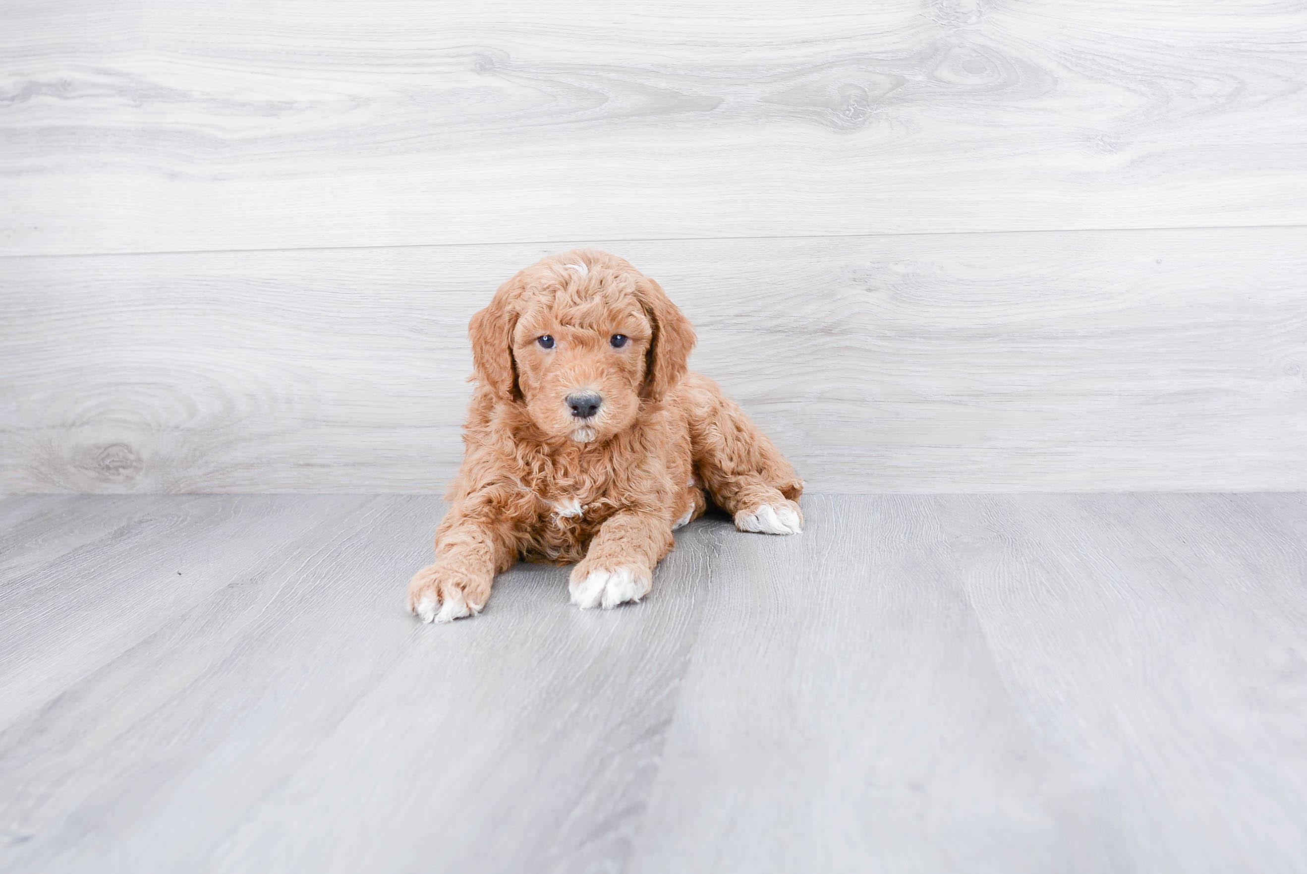 Adorable Golden Retriever Poodle Mix Puppy