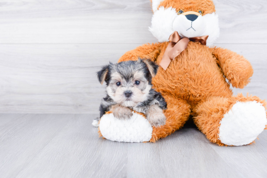 Energetic Yorkie Designer Puppy