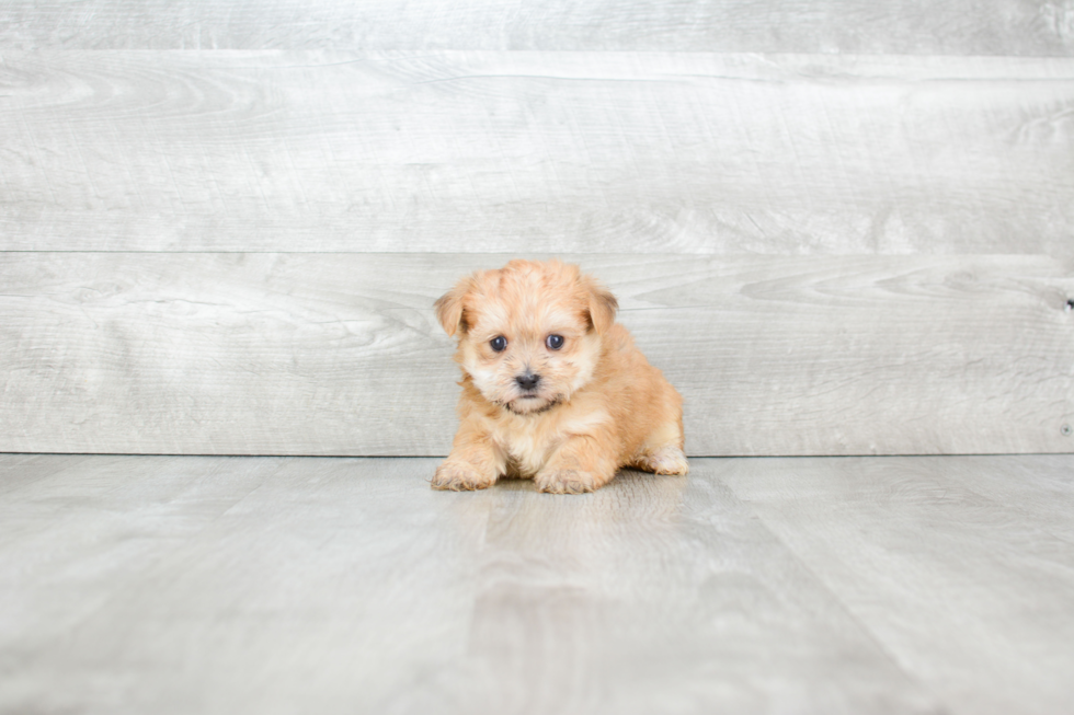 Smart Morkie Designer Pup
