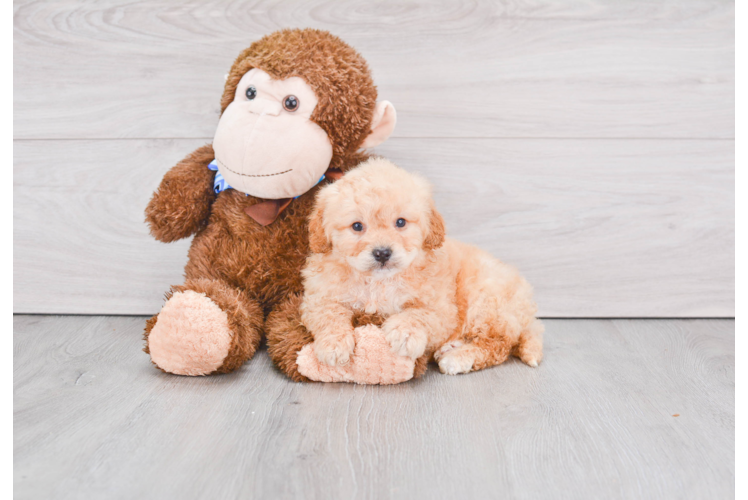 Mini Goldendoodle Pup Being Cute