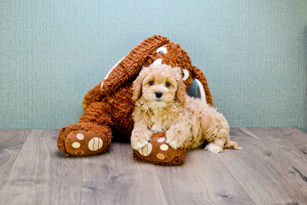 Happy Mini Goldendoodle Baby