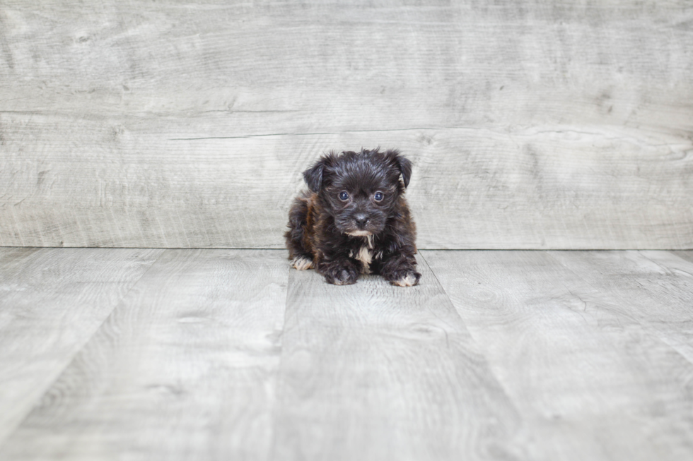Popular Morkie Designer Pup