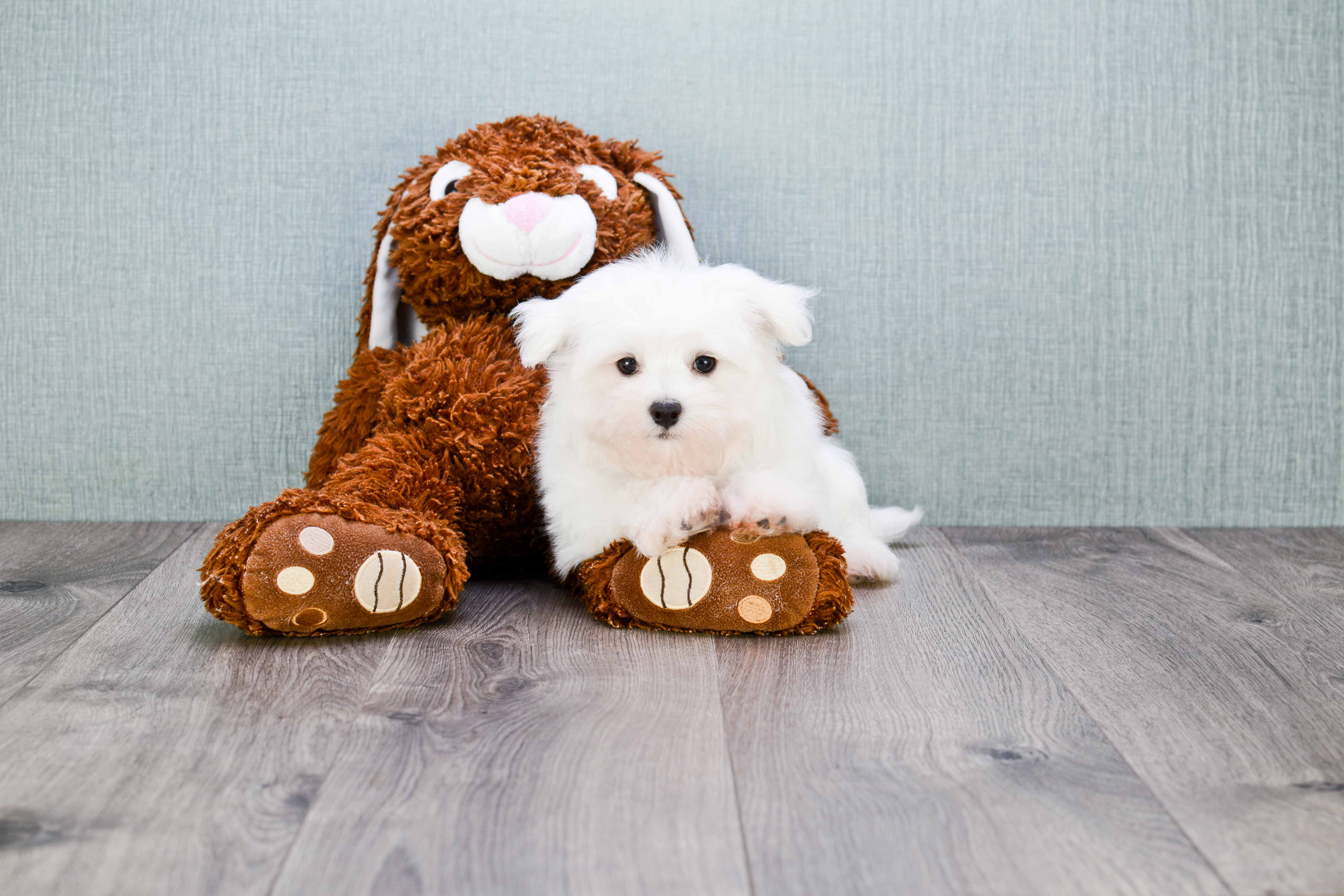 Maltese Puppy for Adoption