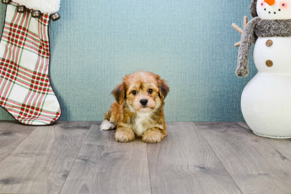 Morkie Pup Being Cute