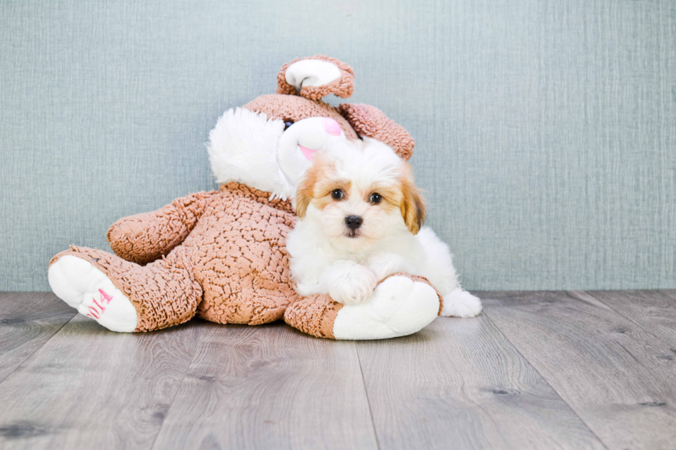 Best Teddy Bear Baby