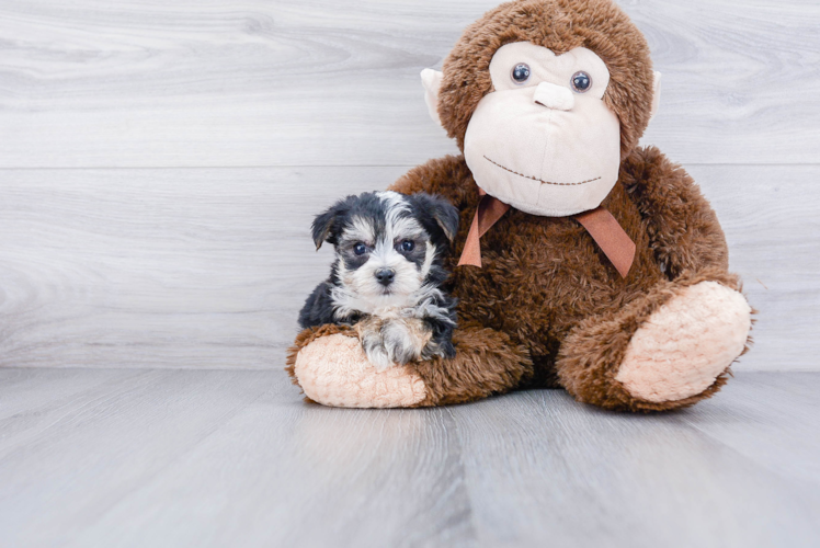 Best Morkie Baby