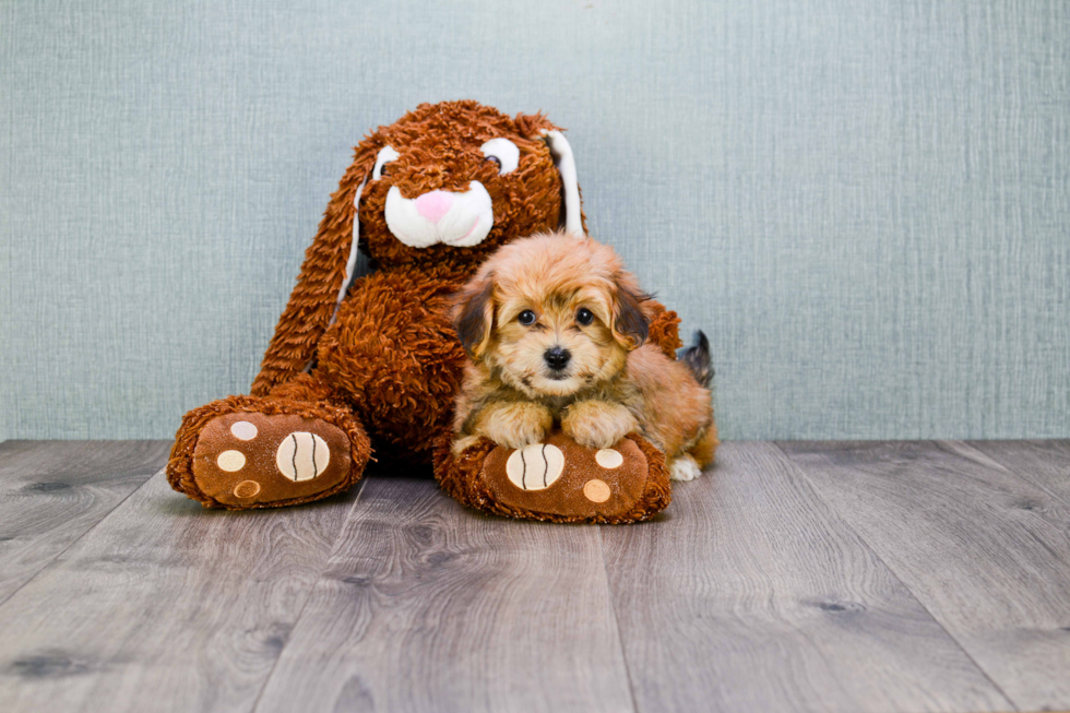 Morkie Pup Being Cute